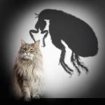 Killing Fleas On Cats You Cannot Touch