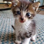 Single Kitten Syndrome Is A Real Thing And You Are The Cause