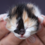 Can A Mother Cat's Milk Kill a Kitten?
