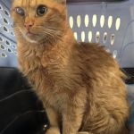 Special Cats Need Special Owners