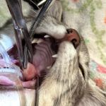 Tigress Needs Your Generous Support