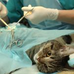 Free and Low Cost Spay/Neuter Services