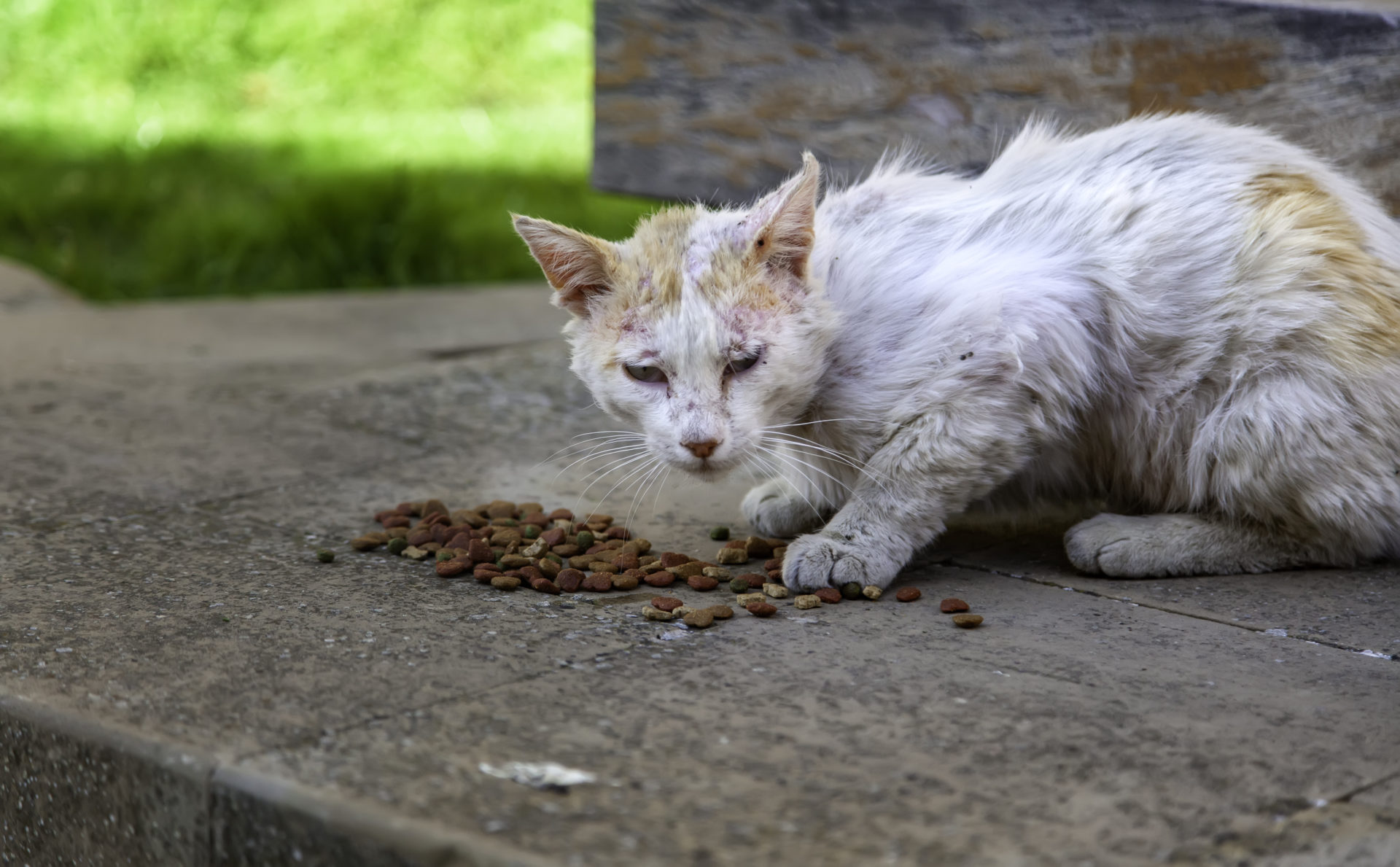 Раненые котята. Техасские кошки.